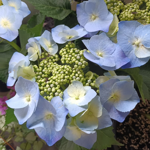 Hydrangea 'Blue Lace' 200 mm Hydrangea 'Blue Lace' 200 mm