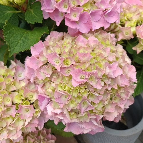 Hydrangea Pink Ball 200 mm
