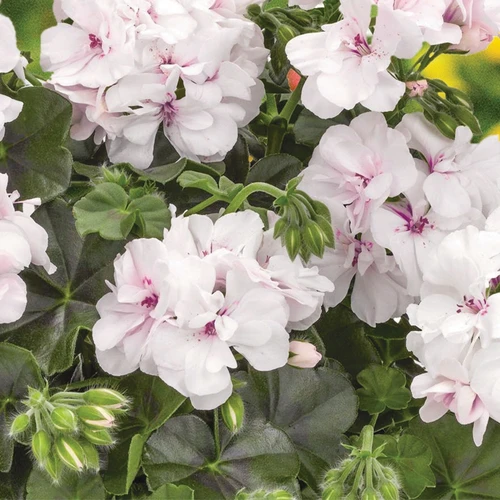 Ivy Geranium White 140 mm