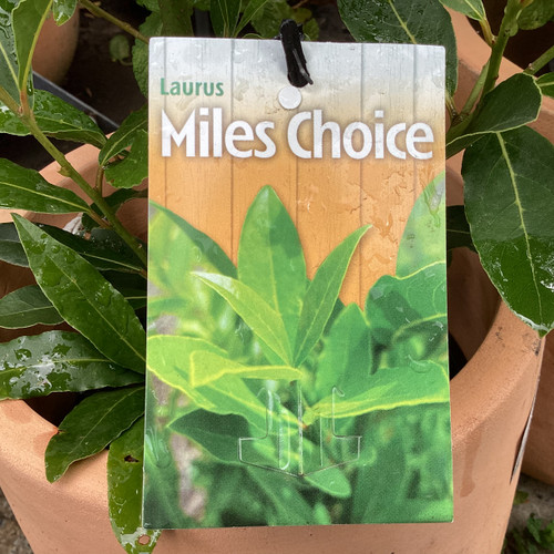 Laurus nobilis 'Miles Choice' 200 mm