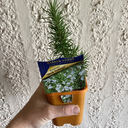 Rosemary 'Herb Cottage' 100 mm