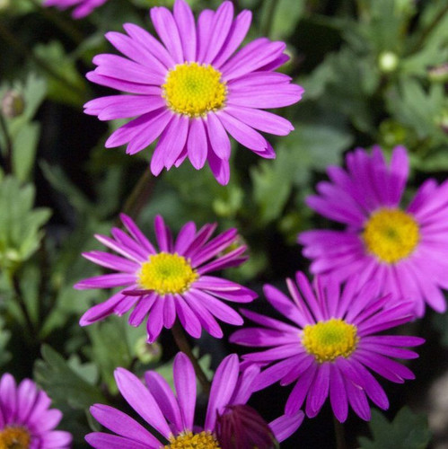 Brachyscome 'Fresco Candy' 140 mm