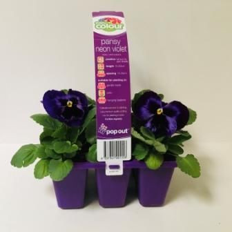 Easy Colour Pansy Neon Violet Punnet