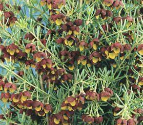 Boronia megastigma 'Heaven Scent' 140 mm