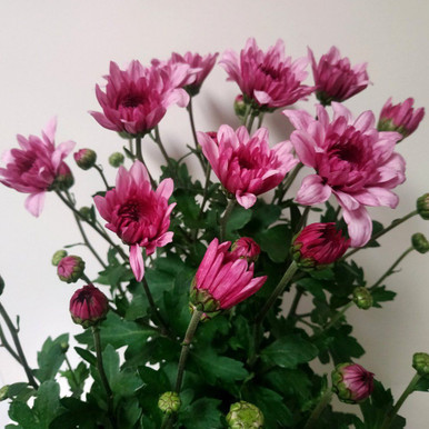 Chrysanthemum 'Shabby Chic' 200 mm
