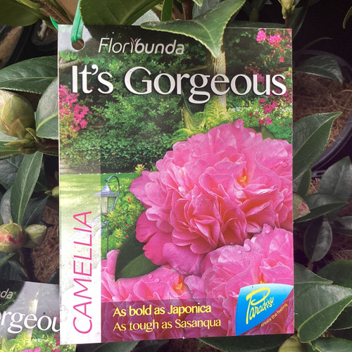 Camellia 'It's Gorgeous' 180 mm