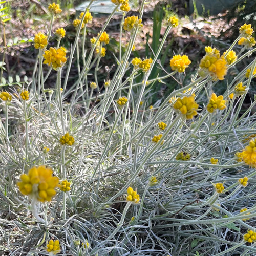 Conostylis Candicans  140 mm Conostylis Candicans  140 mm