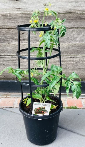 Tomato 'Little Napoli' 200 mm
