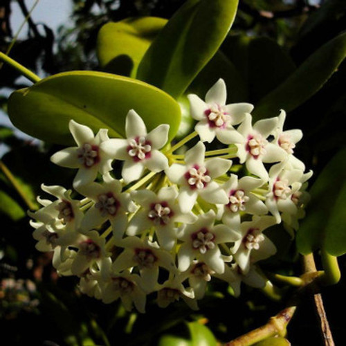 Hoya australis 120 mm Hoya australis 120 mm