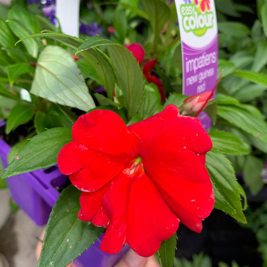 Easy Colour - NG Impatiens Pink
