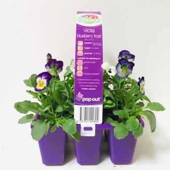 Easy Colour Viola Blueberry Frost Punnet