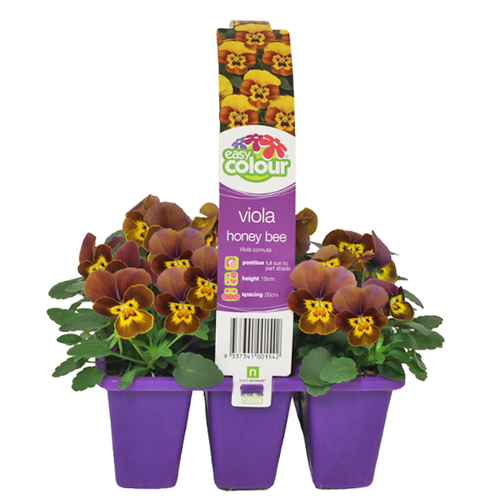Easy Colour Viola Honeybee Punnet
