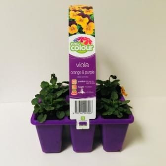 Easy Colour Viola Orange & Purple Punnet
