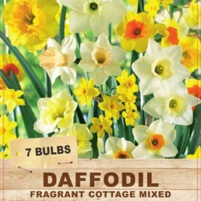 Daffodil 'Fragrant Cottage Mix' Packet