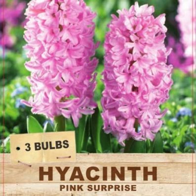 Hyacinth 'Pink Surprise' Packet