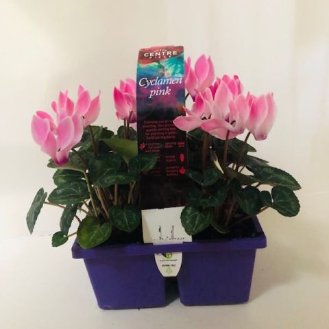 Easy Colour Cyclamen Pink Punnet