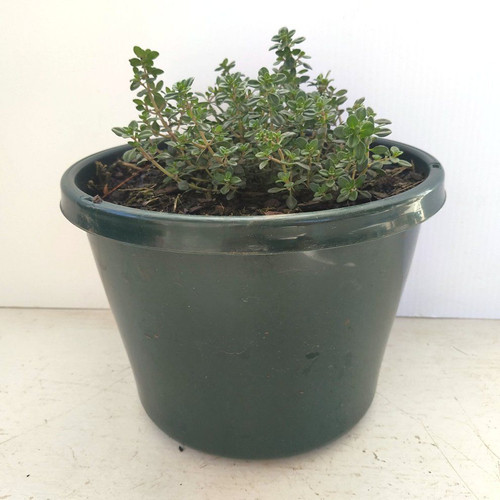 Thyme Lemon 200 mm