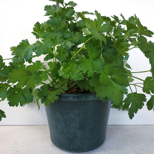 Parsley Italian 200Mm