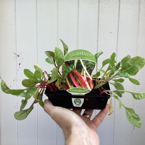 Silverbeet 'Rainbow Chard'