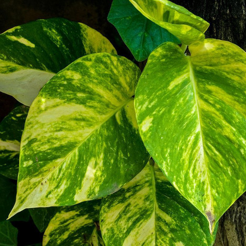 Scindapsus aureus Basket 175 mm