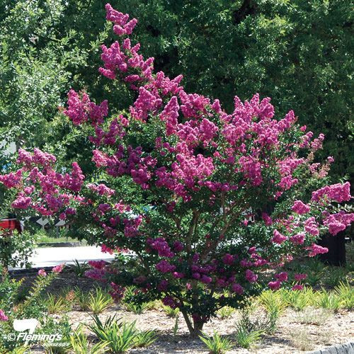 Lagerstroemia 'Zuni'  250 mm