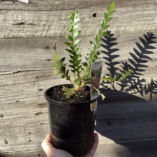 Banksia blechnifolia 140 mm