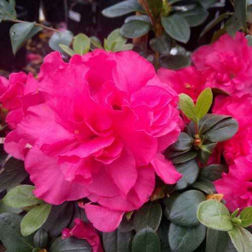 Azalea  indica 'Charlie' 170 mm