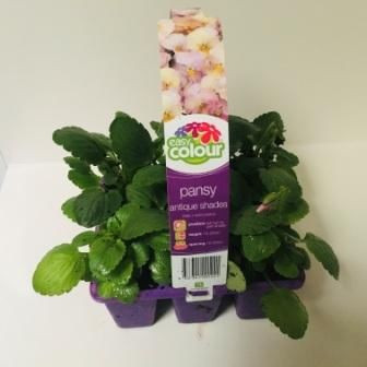 Easy Colour - Pansy Antique Shades Punnet