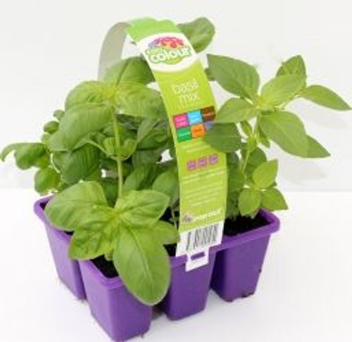 Easy Herbs - Basil Mix
