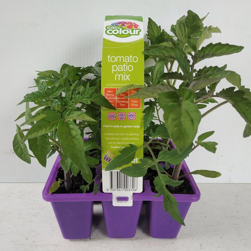 Easy Veg - Tomato Patio Mix