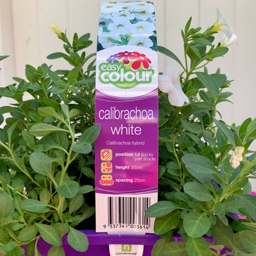 Easy Colour - Calibrachoa White Punnet