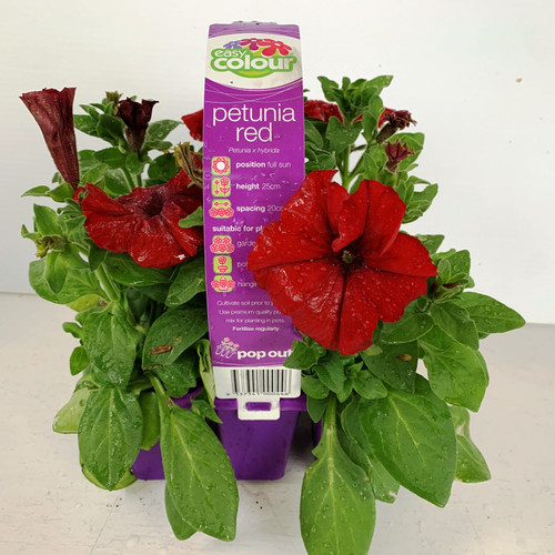 Easy Colour - Petunia Red
