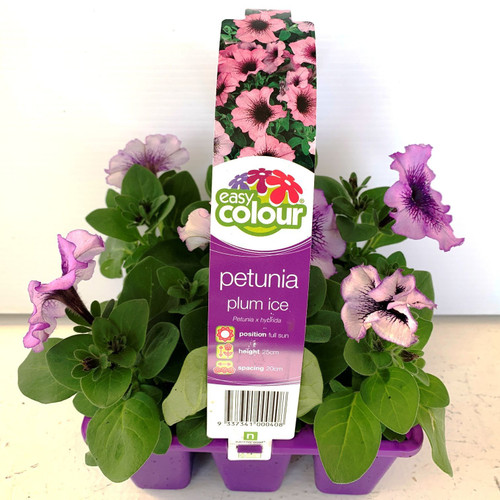 Easy Colour - Petunia Plum Ice
