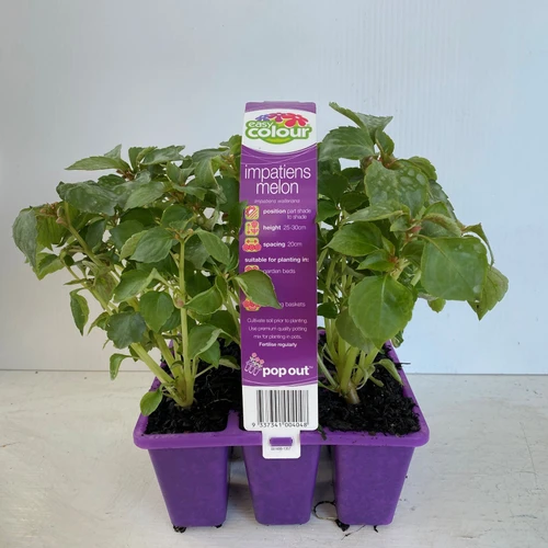 Easy Colour - Impatiens Melon