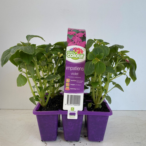 Easy Colour - Impatiens Violet