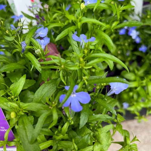Easy Colour - Lobelia Sky Blue