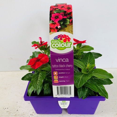 Easy Colour - Vinca Tattoo Black Cherry