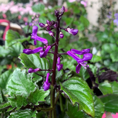 Plectranthus 'Velvet Diva' 140 mm