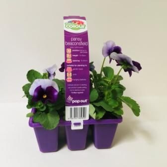 Easy Colour Pansy Beaconsfield Punnet