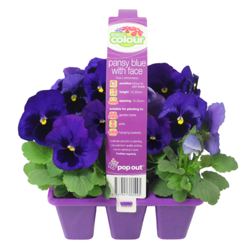 Easy Colour Pansy Blue Face Punnet
