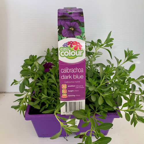 Easy Colour - Calibrachoa Blue Punnet