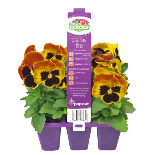 Easy Colour Pansy Fire Punnet