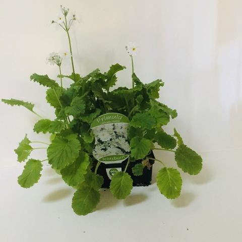 Easy Colour - Primula White Punnet