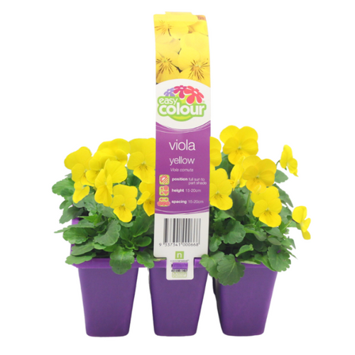 Easy Colour  Viola Yellow Punnet