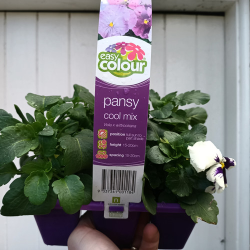 Easy Colour - Pansy Cool Mix Punnet