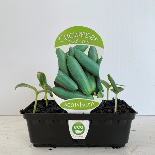 Cucumber Bush Crop