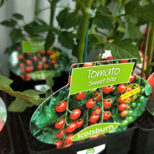 Tomato 'Sweetbite'
