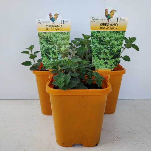 Oregano Hot 'N' Spicy 100 mm