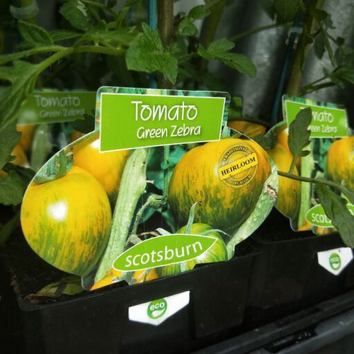 Tomato 'Green Zebra'