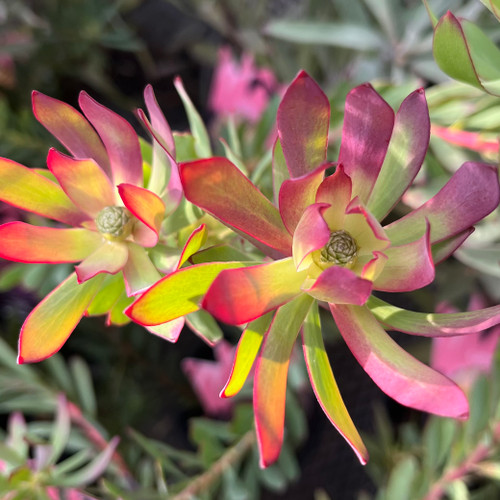 Leucadendron 'Devils Blush' Advanced 140 mm